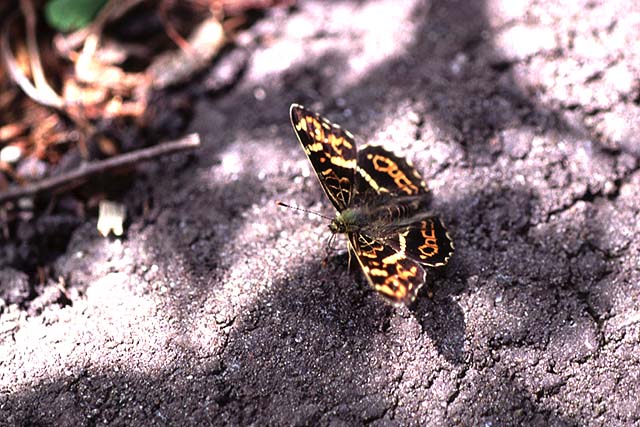 Araschnia burejana in Spring