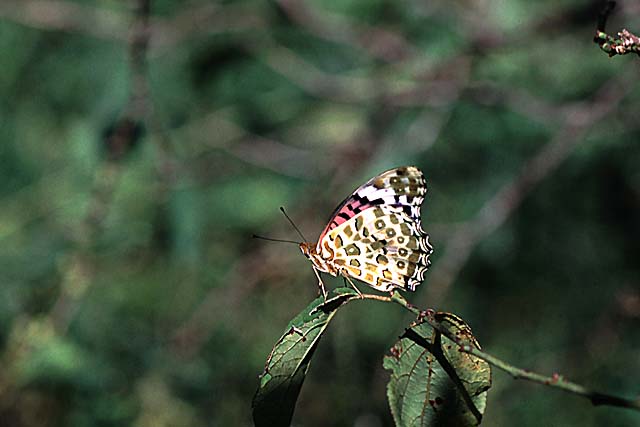 female