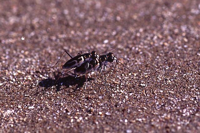 Cicindela anchoralis on the sands in Noto
