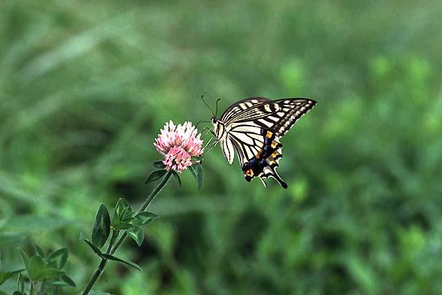 Pastureland of Kigo-yama and Papilio xuthus