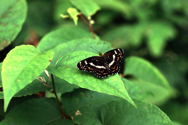 Araschnia burejana in Summer