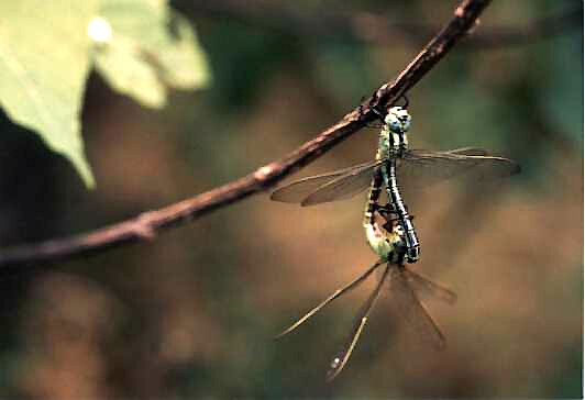 Aeschnophlebia longistigma