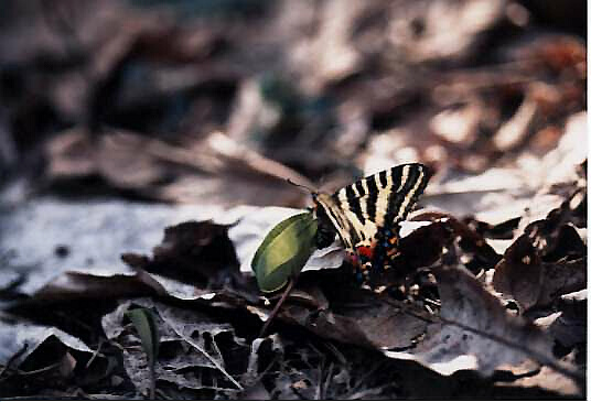 Luedorfia japonica