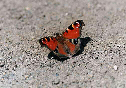 Inachus io geisha