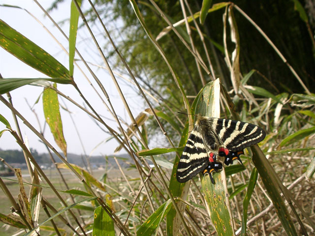 the primeur of Luehdorfia japonica
