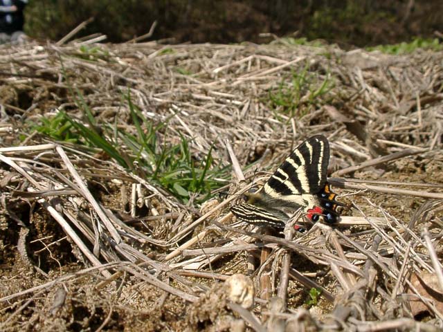the primeur of Luehdorfia japonica (Male)