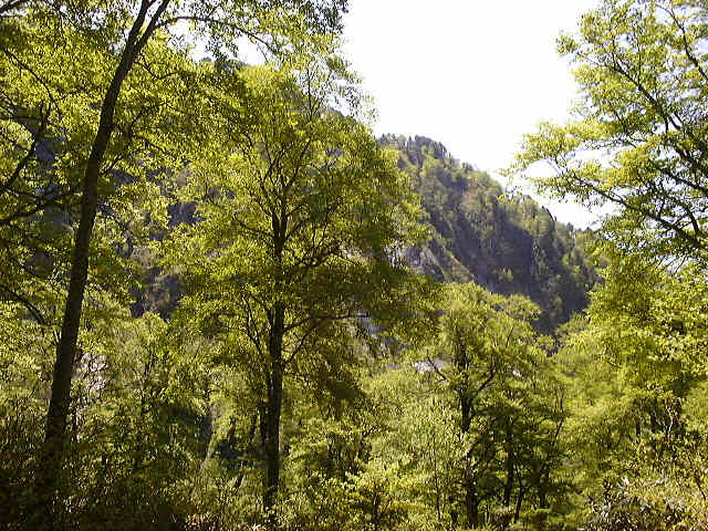 The Forest of Japanese Beech in Haku-san