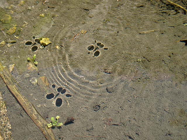 Shadow of Gerridae