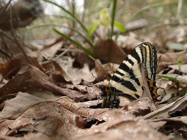 Luehdorfia japonica (oviposit)