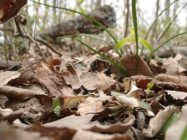 Luehdorfia japonica (eggs)