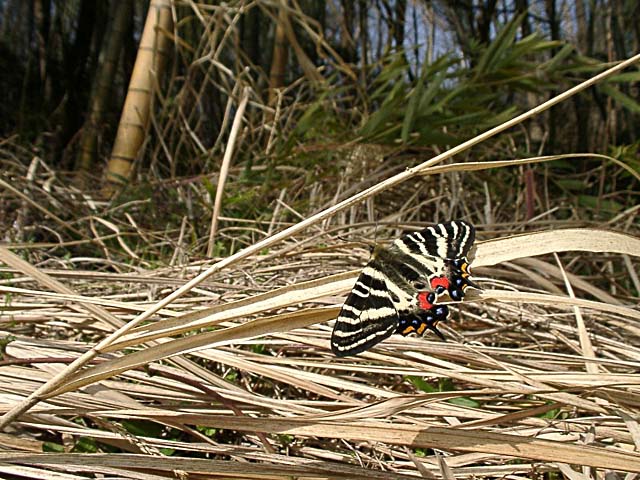 Luehdorfia japonica (Male)