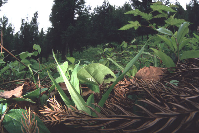 Luehdorfia japonica