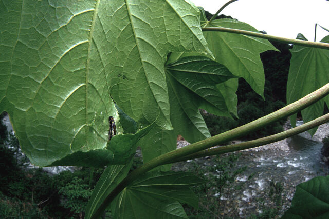 Bibasis aquilina