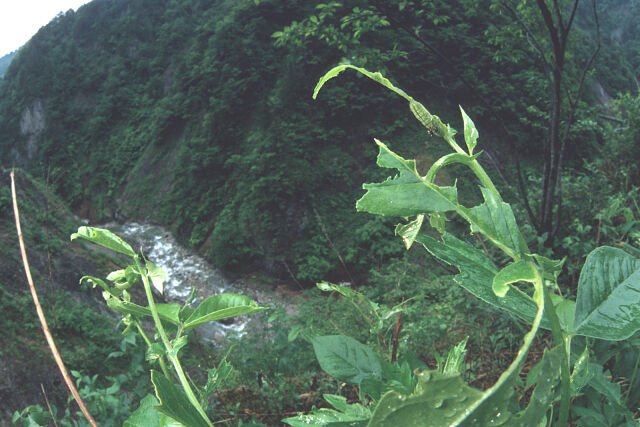 Lycaeides subsolana yagina