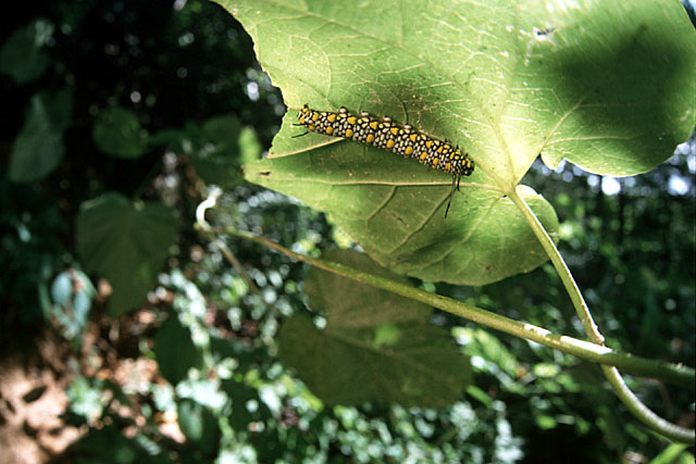 Parantica sita japonica