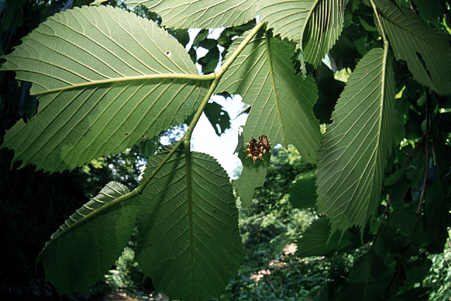 Polygonia c-album hamigera